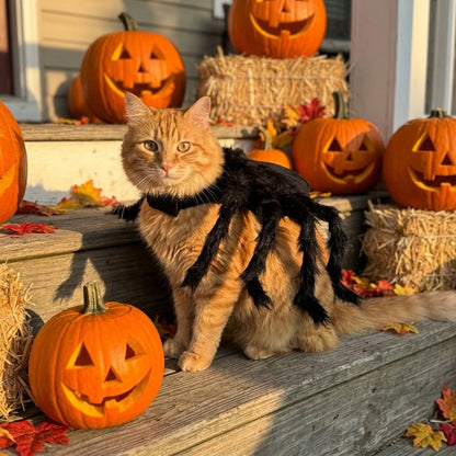SpiderCat Costume